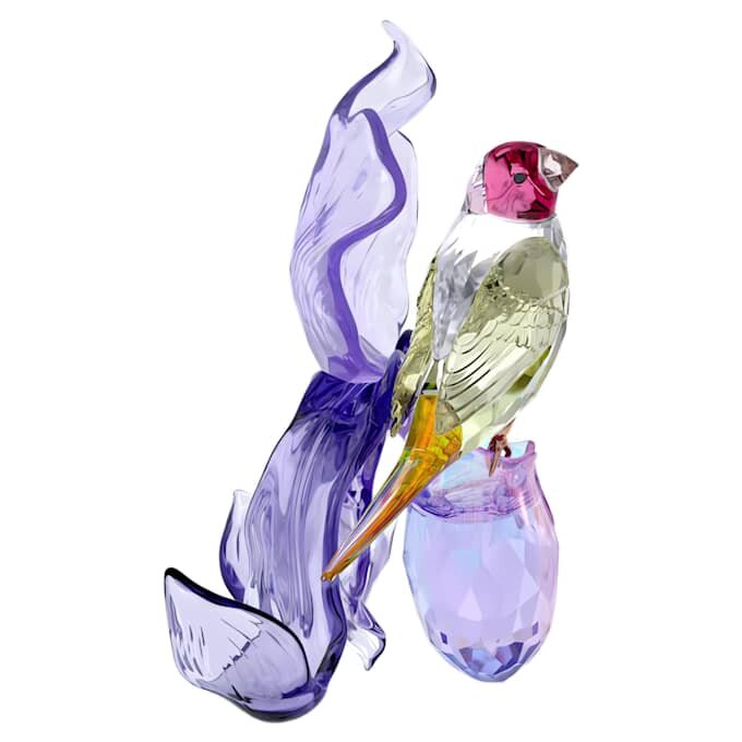 Idyllia Gouldův pěnkava a orchidej Idyllia Gouldův pěnkava a orchidej
