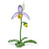 Orchidej střevíčník Florere Orchidej střevíčník Florere