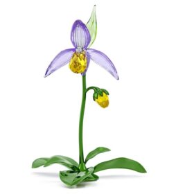 Orchidej střevíčník Florere