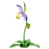 Orchidej střevíčník Florere Orchidej střevíčník Florere