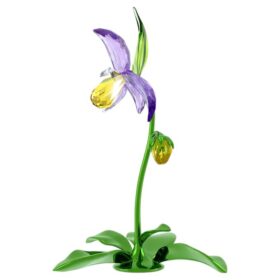 Orchidej střevíčník Florere