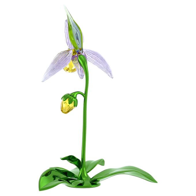 Orchidej střevíčník Florere Orchidej střevíčník Florere