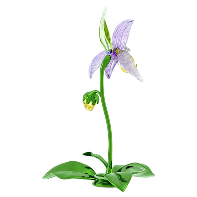 Orchidej střevíčník Florere Orchidej střevíčník Florere